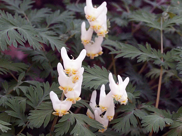 Dicenter nodular / Dicentra cuccularia