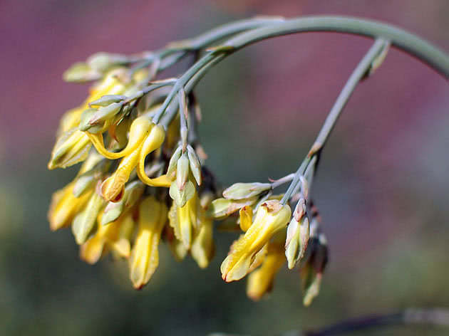 Dicentra gyldenblomstret / Dicentra chrysantha