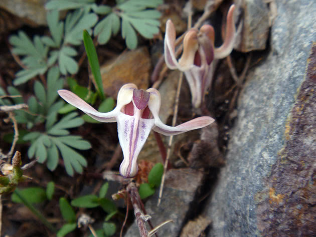 Dicentra enblomstret / Dicentra uniflora