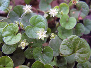 Dichondra kod kuće