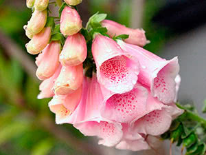 Foxglove blomst