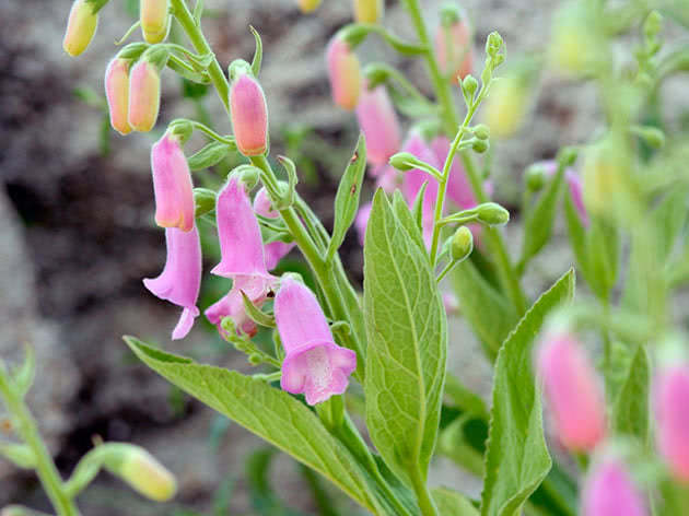 Plante og ta vare på digitalis i hagen