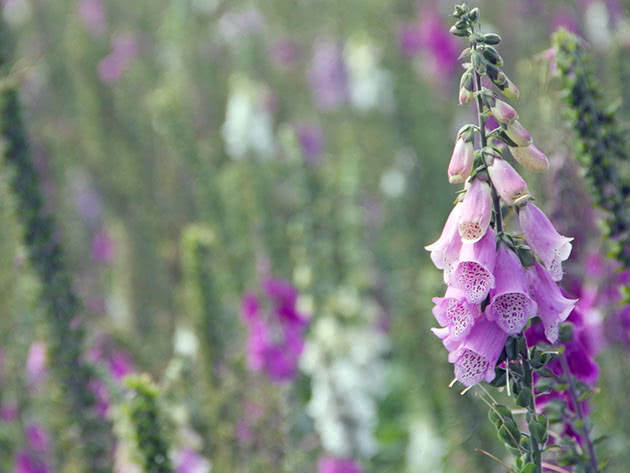 Voksende digitalis fra frø