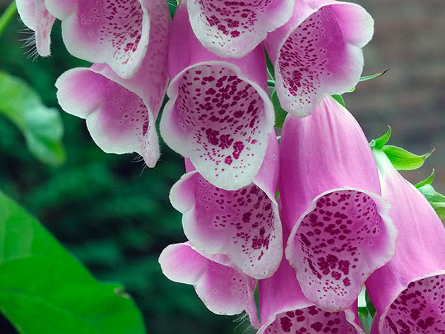 Lilla revehanske (Digitalis purpurea)