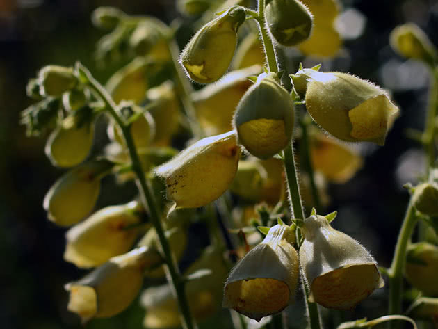 Storblomstret digitalis (Digitalis grandiflora = Digitalis ambigua)