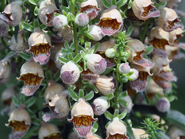 Rusten revehanske (Digitalis ferruginea)