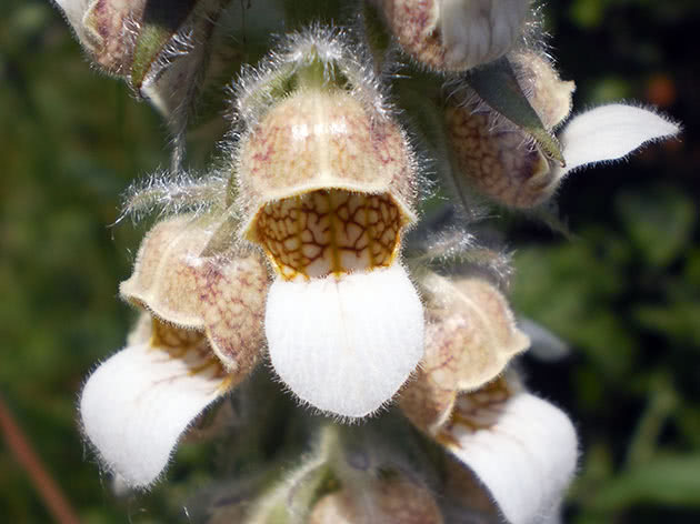 Ullgraver (Digitalis lanata)