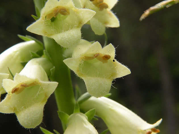 Žuta lisica (Digitalis lutea)