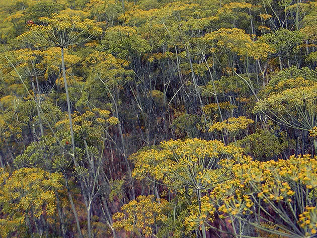 Dill i det åpne feltet - planting og stell