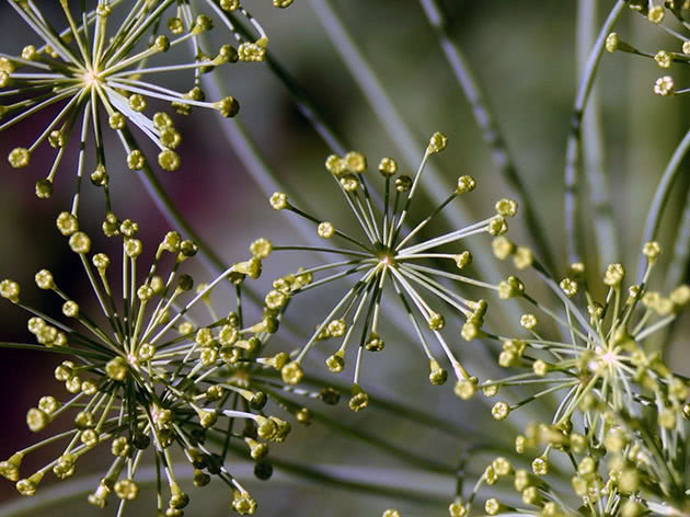 Dill i hagen - planting og stell