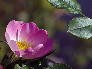 Rosehip kultivering - planting og stell