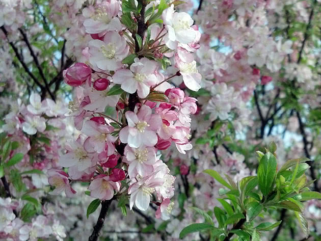 Hvordan et dverg epletre blomstrer