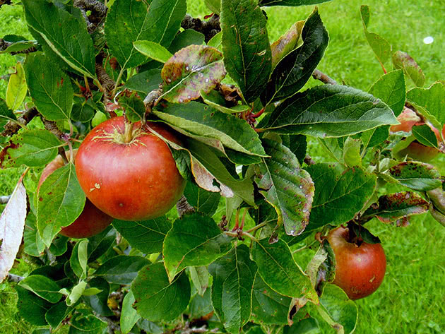 Plantering og stell av et dverg epletre