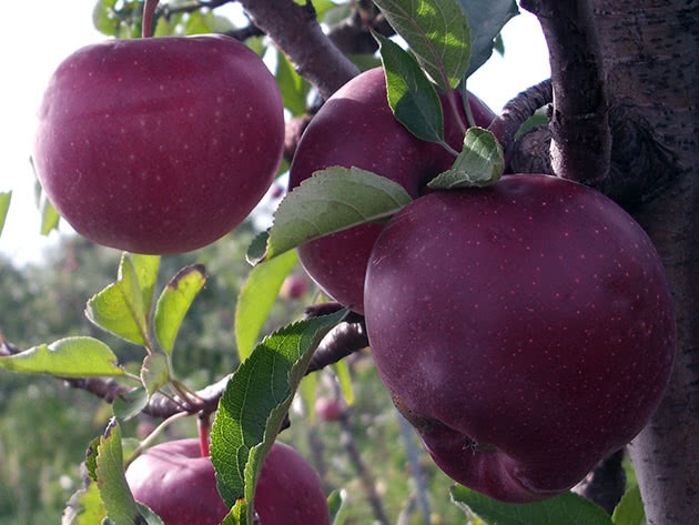 Hvordan plante og ta vare på et epletre i hagen