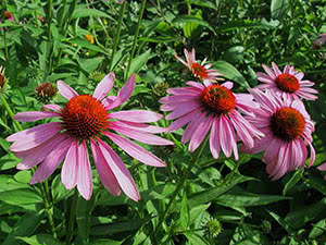 Echinacea plante