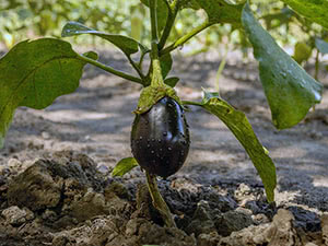 Aubergineplante