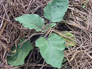 Dyrking av aubergineplanter