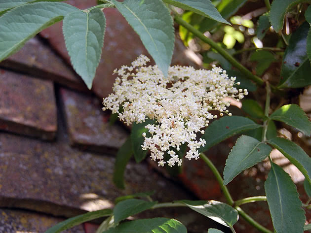 Hvordan den svarte hyllebæren blomstrer