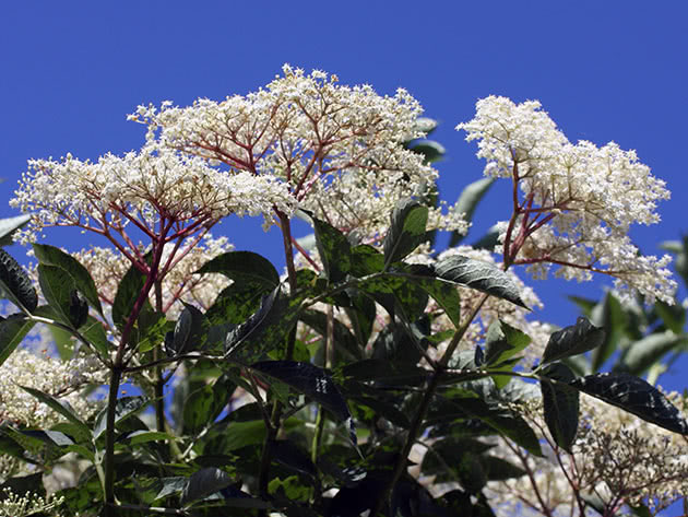 Vakker hylleblomst