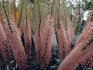 Eremurus blomst