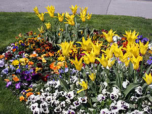 Så blomster i april i åpen mark