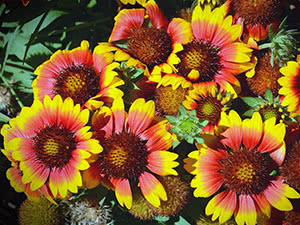 Gaillardia blomst