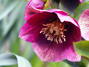 Hellebore plante