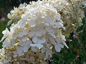 Voksende hortensia paniculata i hagen