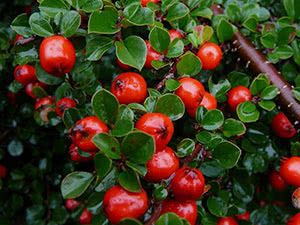 Cotoneaster grmlja