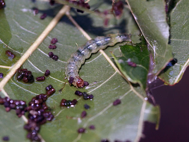 Leawworm larve på et blad