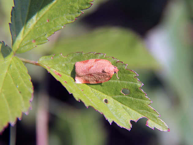 Leafworm butterfly på et blad i hagen