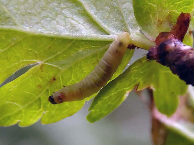 Caterpillar leafworm på epletre