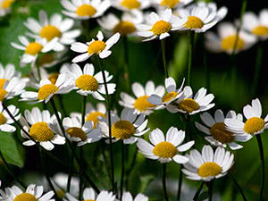 Medisinske hage blomster