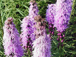 Liatris blomst