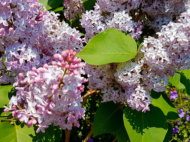 Planting og stell av syriner