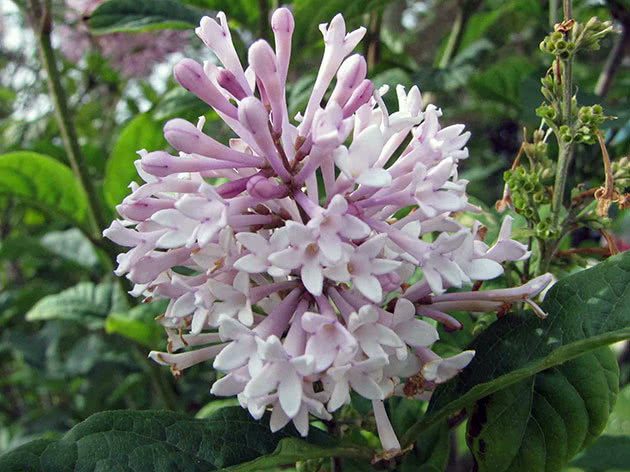 Ungarsk syrin (Syringa josikaea)