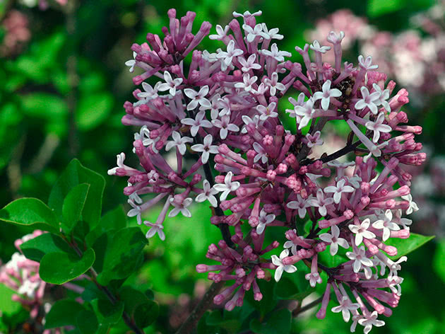 Meyers lilla (Syringa meyeri)