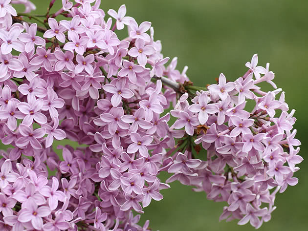 Persisk syrin (Syringa x persica)