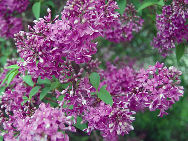 Kinesisk syrin (Syringa x chinensis)