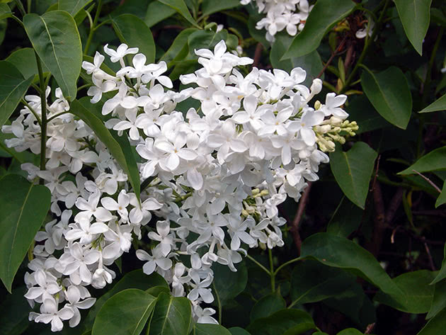 Lilla hyacint (Syringa x hyacinthiflora)