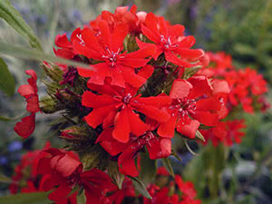 Voksende lychnis i hagen