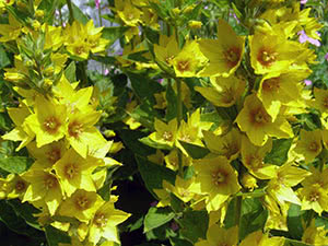 Loosestrife cvijet