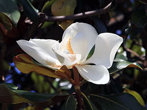 Uzgajanje stabala magnolije