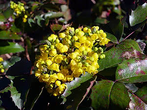 Dyrker Mahonia i hagen