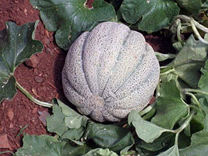 Melon plante