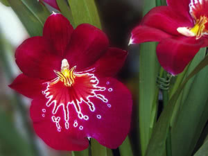 Miltonia orkide