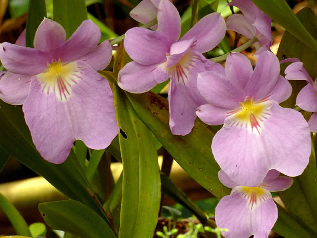 Miltonia bryr seg hjemme