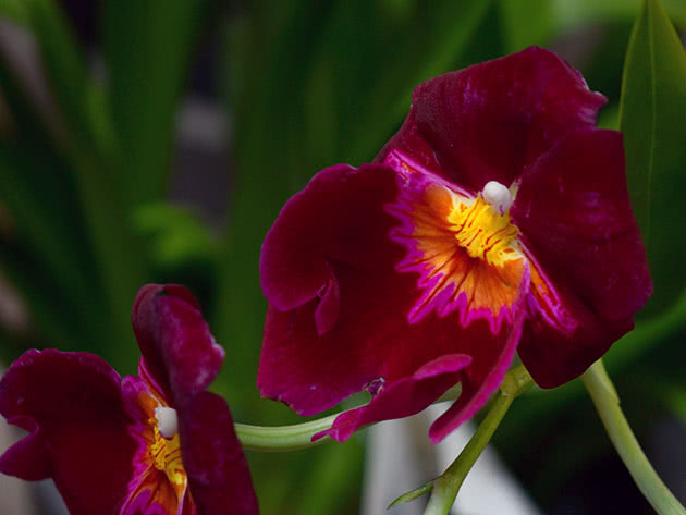 Hvordan vokse miltonia orkide