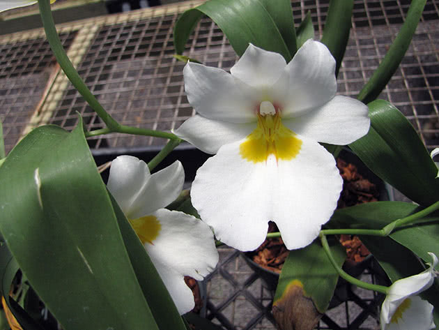 Miltonia pleie under blomstring