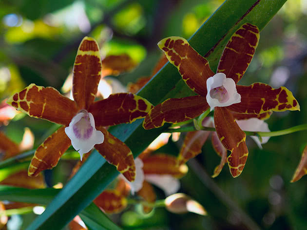 Miltonia hvit (Miltonia candida)